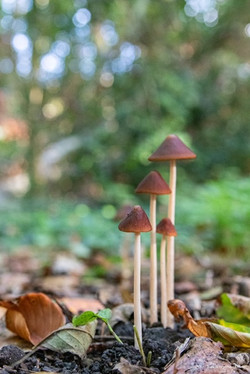 Famille champignons