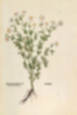 A sweet engraving of a chamomile plant, Matricaria chamomilla (Chamaemelum leucanthemum), done in 1542 by Leonhart Fuchs- from his book "De historia stirpium commentarii insignes" translated as "Notable Commentaries on the History of Plants". Chamomile is known to calm, soothe, and settle. We use sweet chamomile in our Calm Care oil blend alongside Calendula. Chamomile harvests are one of our favorite workdays on the farm because the scent is heavenly.