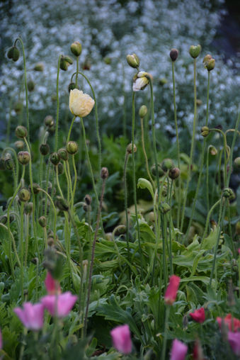 poppies growing in flower farm field