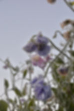 A photo from our first kill frost this year, ice blanketed the entire farm and everything begins its process of surrender as the sun comes to melt the layer. 