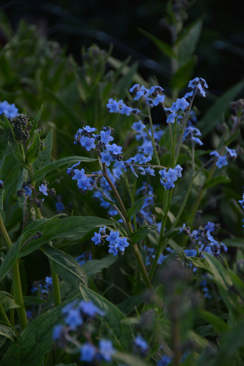 Forget Me Not