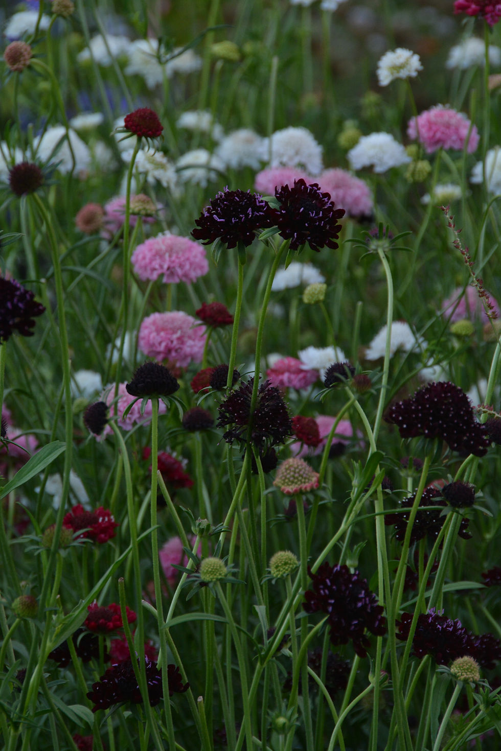 DSC_3152.jpeg