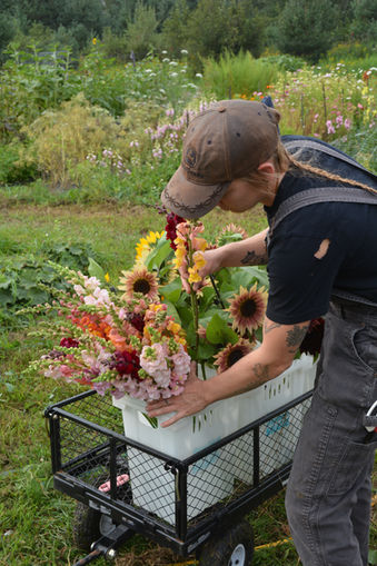 prairie rose farm and floral flower harvest