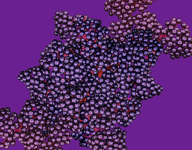 72_PerioGold_Elderberry_Background_Lrg_02.png