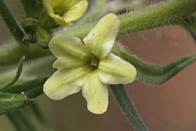 Lithospermum_ruderale_4147f.jpeg