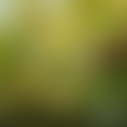 A mesa santa que preparamos, Mãos que se elevam a ti, ó Senhor O pão e o vinho, frutos da terra, Duro trabalho, carinho e amor. Ô, ô, ô, recebe Senhor ô, ô recebe Senhor (bis)