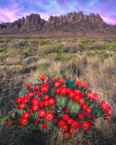 Blue Hour Bloom | Land of Enchantment