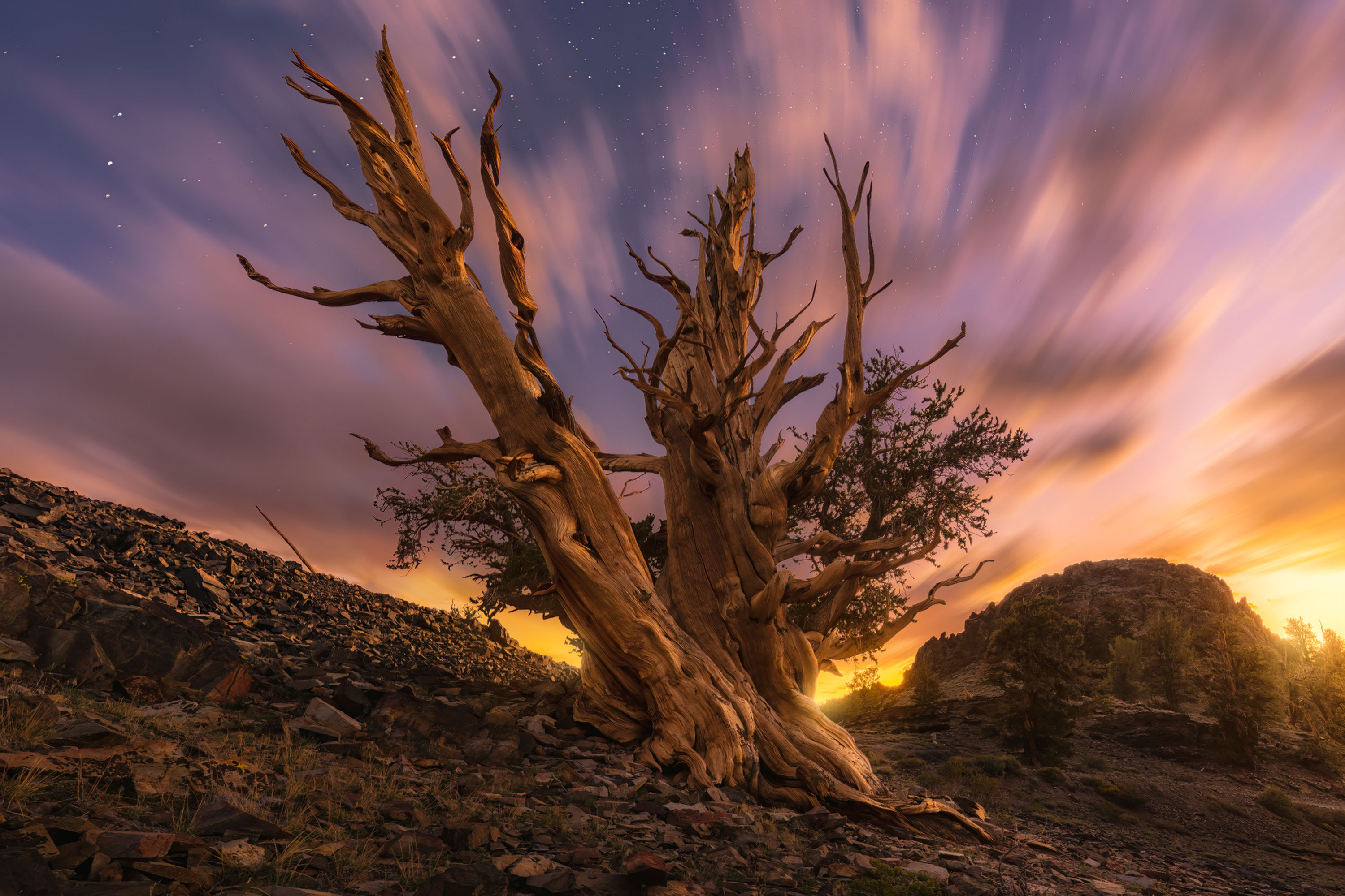 Bristlecone Sunset