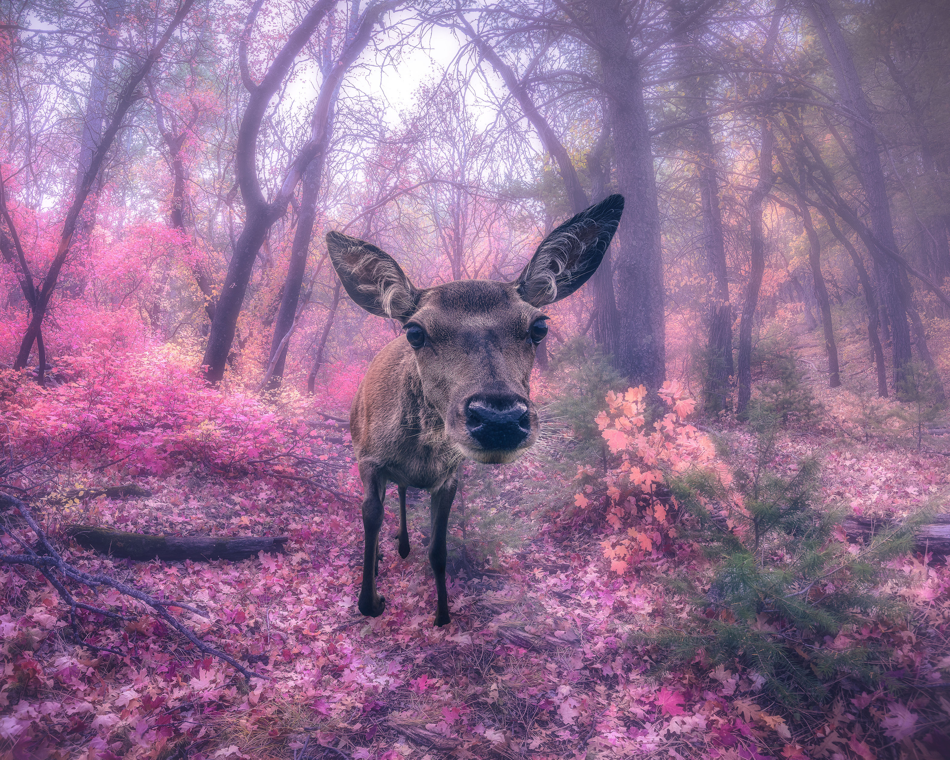 Pastel Deer