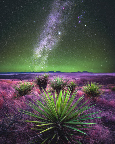 Yucca Starlight | Land of Enchantment