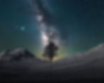 Whitepocket Tree