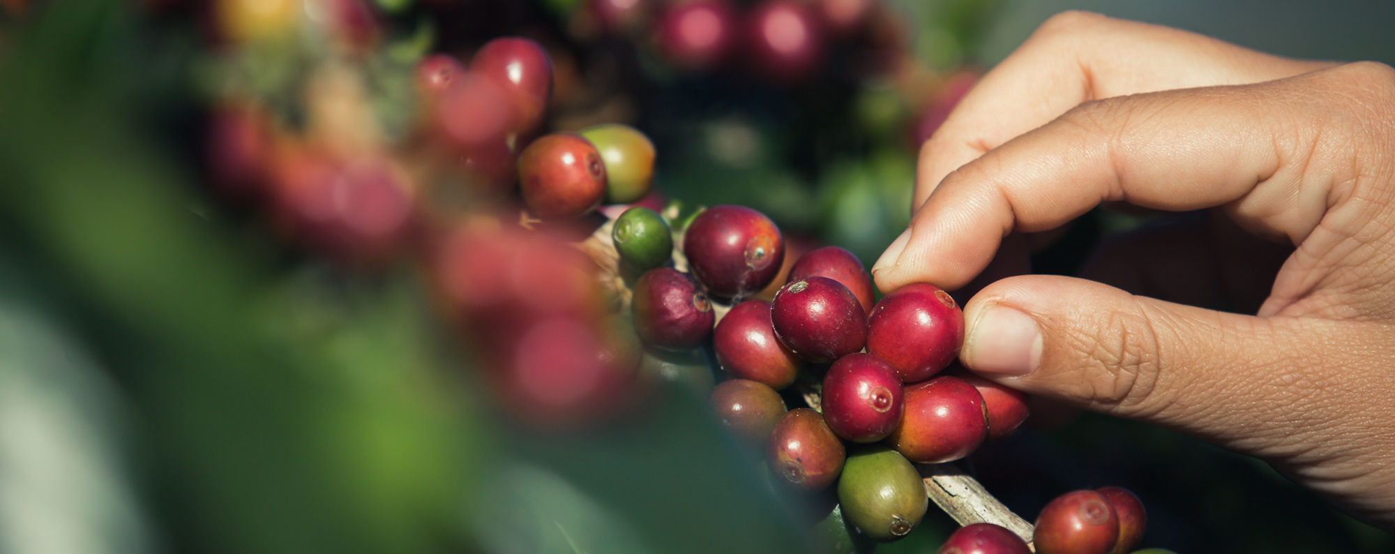 cafe_especial_santander_hacienda_sancayetano_cafecolombiano.jpg