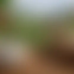 Mejores cafés de finca colombianos para elegir