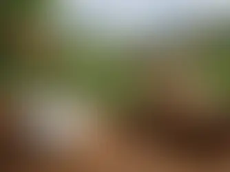 Mejores cafés de finca colombianos para elegir