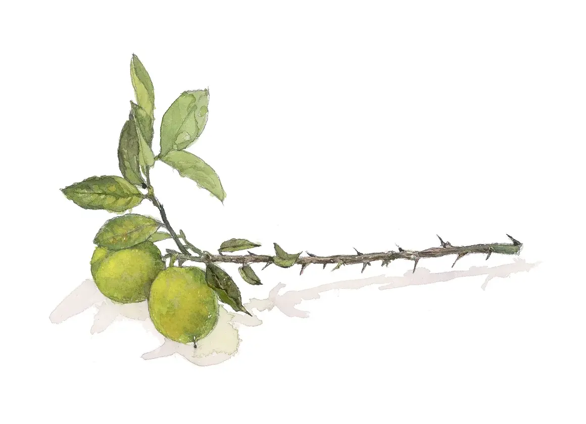 לימונים #1 - הדפס - שחר כץ