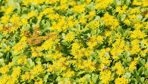 The Benefits of Green Roofs Part 5: Plants