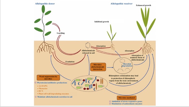 What is Allelopathy?