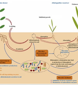 What is Allelopathy?