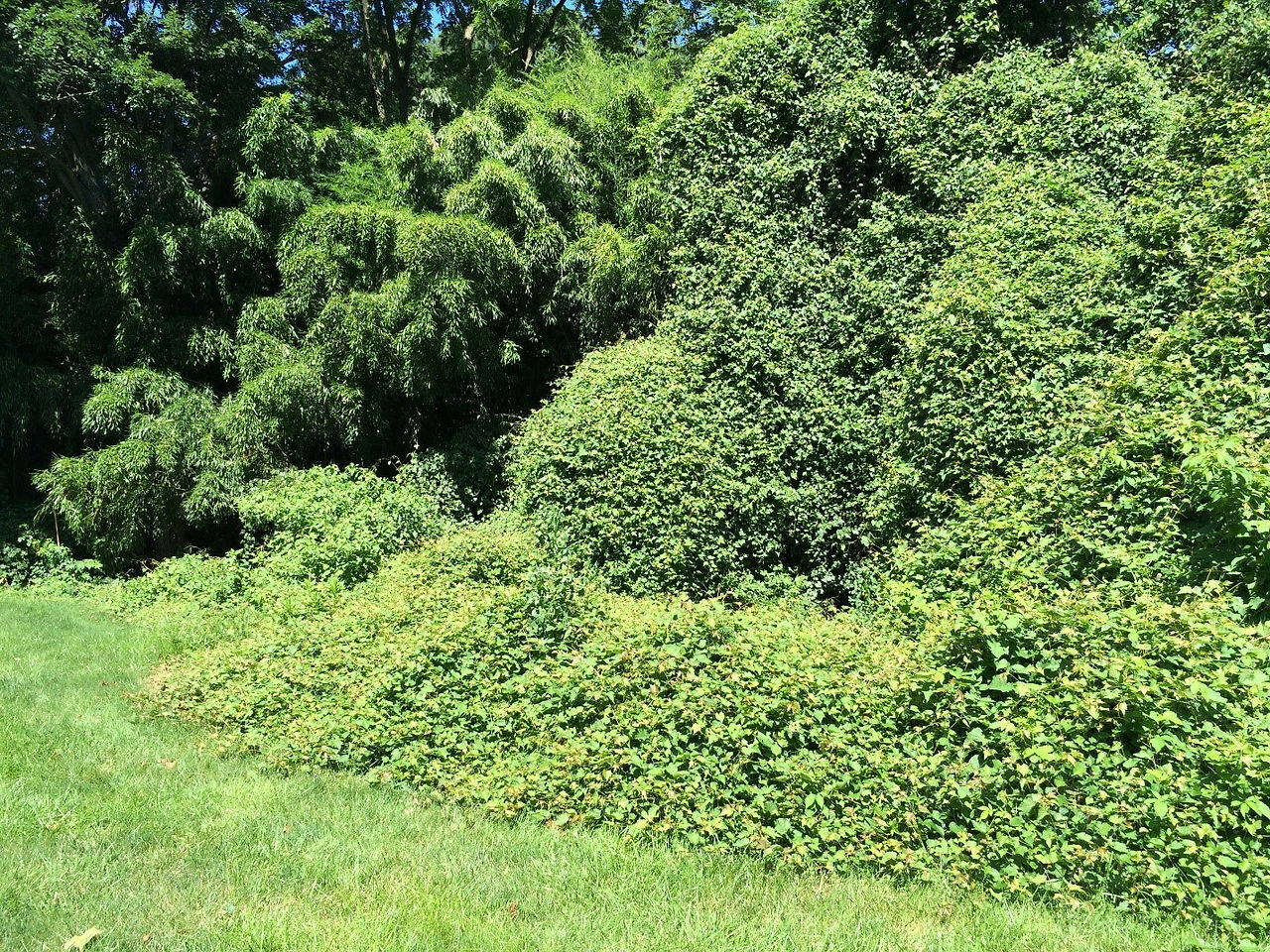 Bamboo, Grape Vine and Kudzu In Howard County, MD