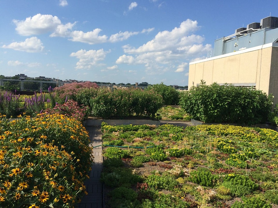 UDC Green Roof