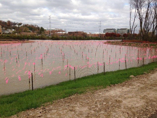 Four Mile Run Wetland Restoration