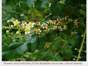 OLIBANUM (FRANKINCENSE)