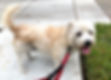 Duff Dog