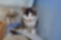 You might think you need a local breeder if you're looking for “hypoallergenic kittens for