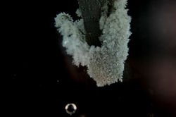 agCu3