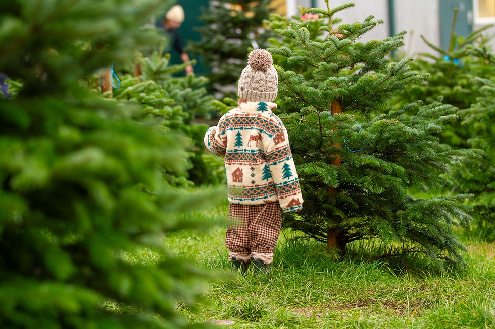 Children choosing Christmas Trees