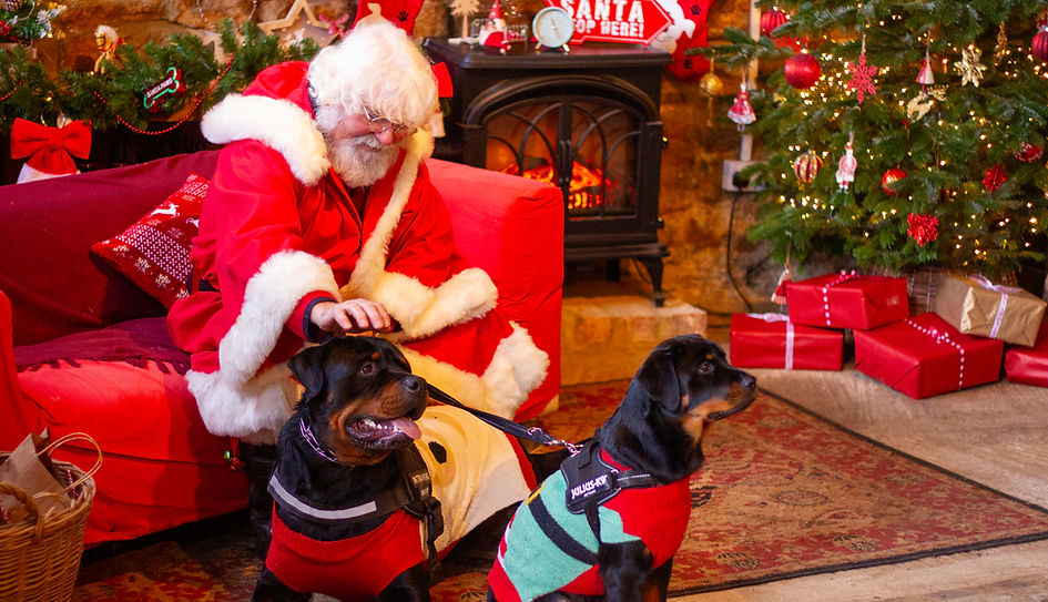 Dogs on rug with Christmas Tree at Santa Paws_edited.jpg