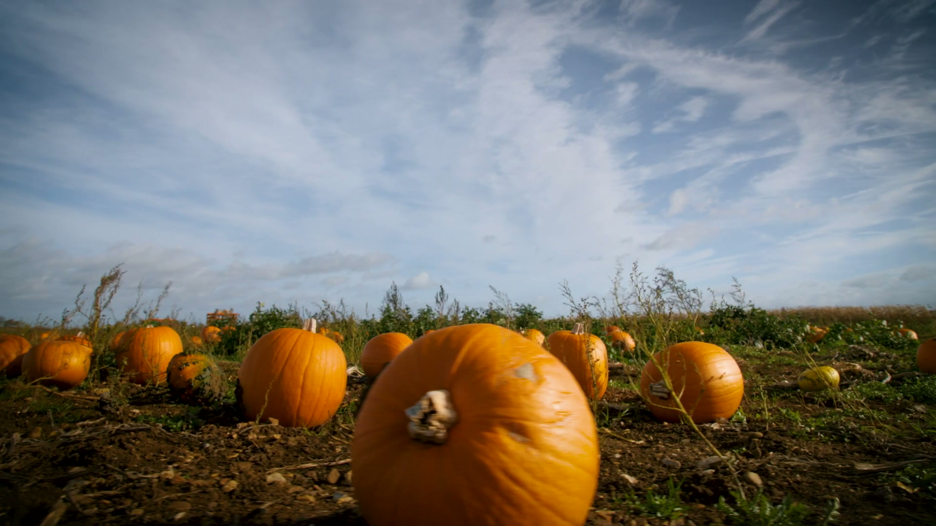 See the Magic at Wappenham Farm
