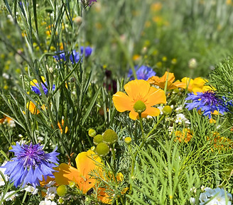 Wild flowers at Wappenham Farm