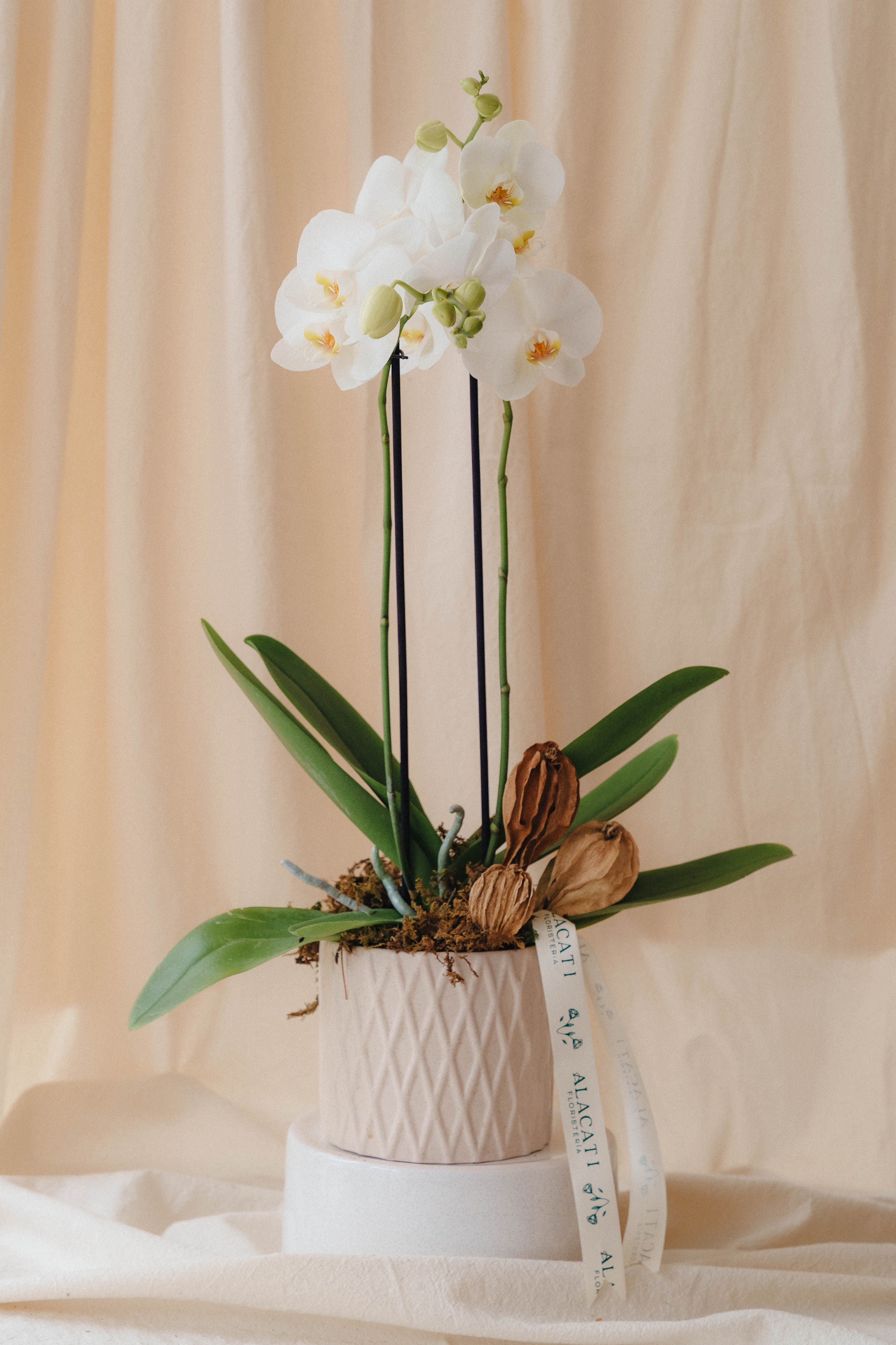 Orquídea base de cerámica