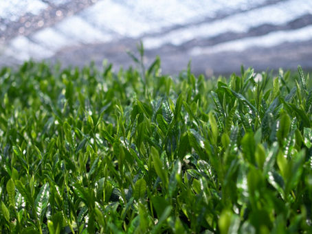 令和の時代の茶摘み、製茶製造はじまりました。