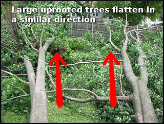 Trees lying on ground perpindicular to each other indicating microburst damage