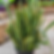 Sansevieria or Mother-in-Law's Tongue Plant
