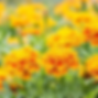 Marigolds