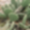 Prickly Pear Cactus