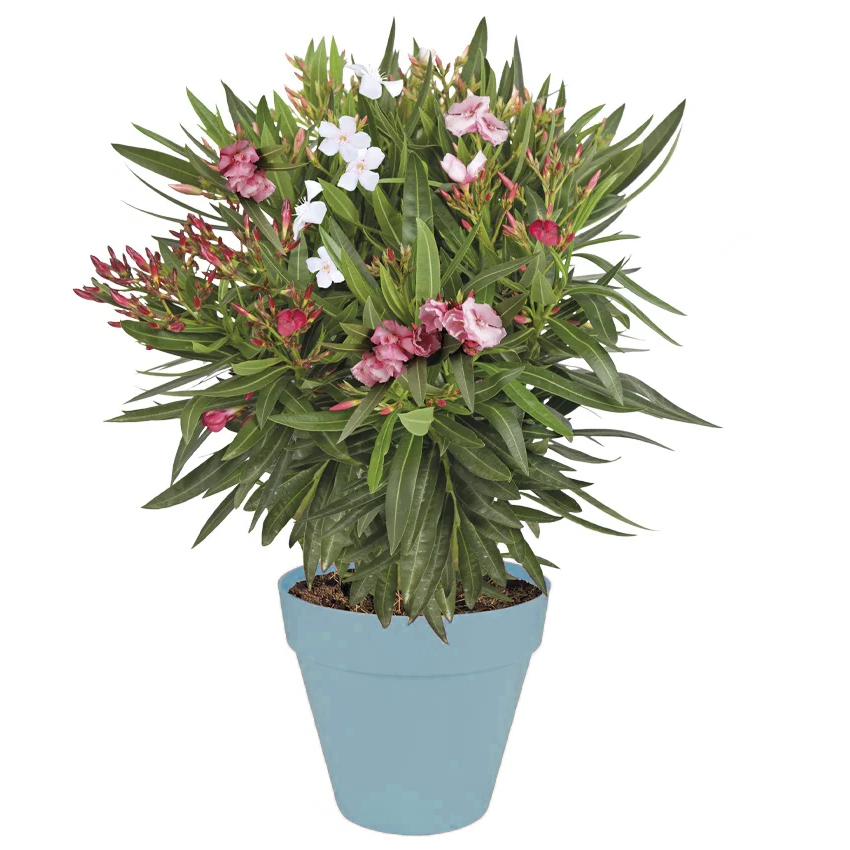 Blooming Oleander plant in blue pot