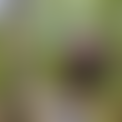 Young Adults and Natural Amenities are Fueling the Revival of Small Towns and Rural Areas