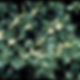 Gultide Osmanthus
