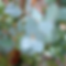 Cider Gum Eucalyptus
