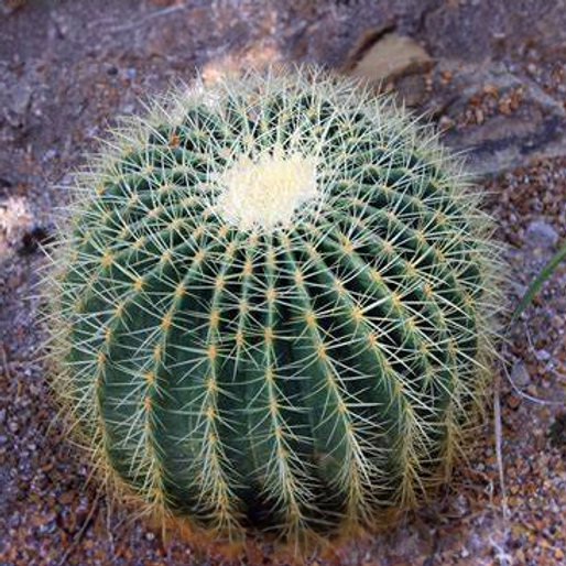 sweet potato plant seeds Upper Ground Sweet Potato Winter Squash Seeds (Cucurbita moschata cv.) –  Monticello Shop main image 0