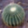 Golden Barell Cactus