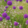 Purple Allium