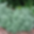 Silver Artemesia