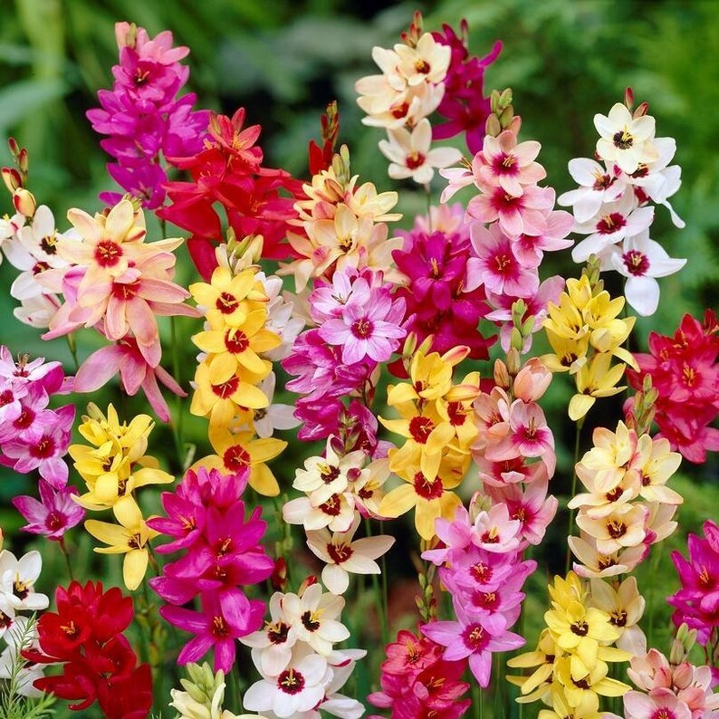 Close up of  Ixia Magic Wand Mix in buttery yellow, fuschia, rose, and peach