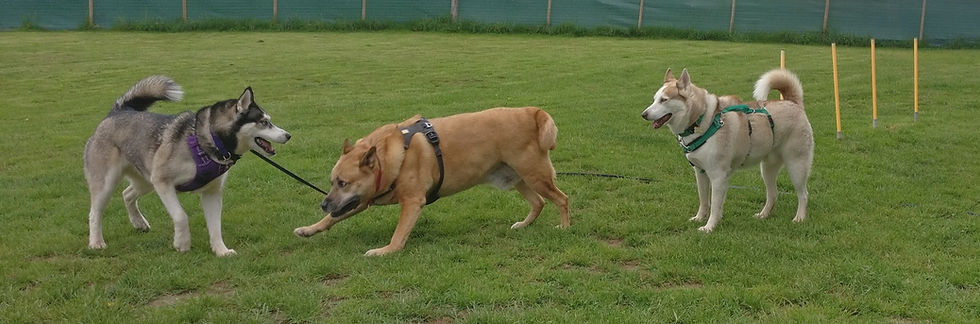 doggoplay.jpg