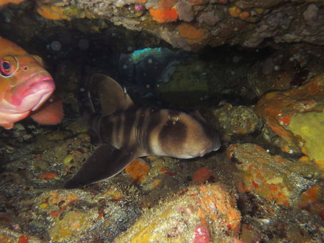 いよいよ明日から